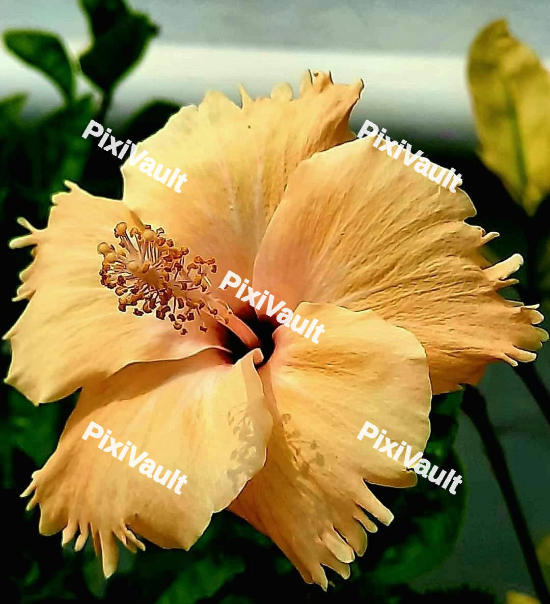 Yellow Hibiscus Flower